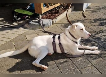 Irianna (Molly) wartet in 66482 Zweibrücken