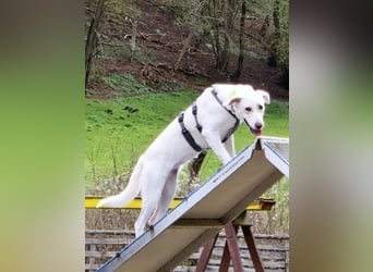 Irianna (Molly) wartet in 66482 Zweibrücken