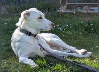 Irianna (Molly) wartet in 66482 Zweibrücken