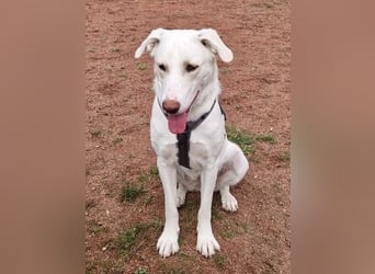 Irianna (Molly) wartet in 66482 Zweibrücken