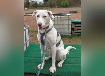 Irianna (Molly) wartet in 66482 Zweibrücken