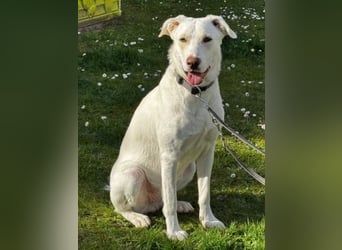 Irianna (Molly) wartet in 66482 Zweibrücken