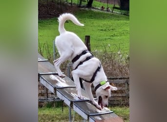 Irianna (Molly) wartet in 66482 Zweibrücken