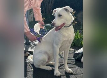 Irianna (Molly) wartet in 66482 Zweibrücken