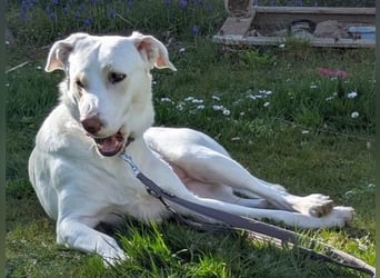 Irianna (Molly) wartet in 66482 Zweibrücken