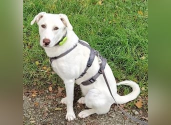 Irianna (Molly) wartet in 66482 Zweibrücken