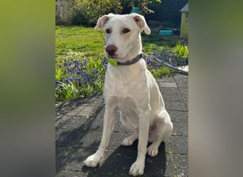 Irianna (Molly) wartet in 66482 Zweibrücken