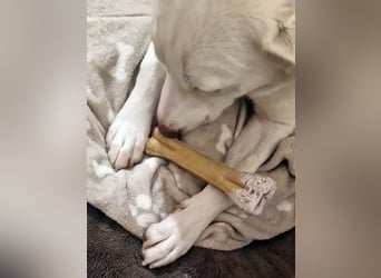 Irianna (Molly) wartet in 66482 Zweibrücken