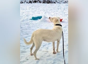 Irianna (Molly) wartet in 66482 Zweibrücken