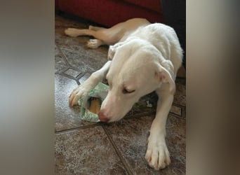 Irianna (Molly) wartet in 66482 Zweibrücken