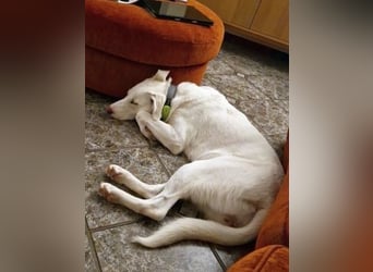 Irianna (Molly) wartet in 66482 Zweibrücken