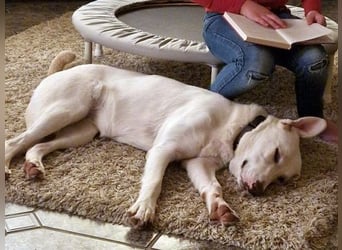 Irianna (Molly) wartet in 66482 Zweibrücken