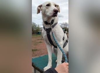 Irianna (Molly) wartet in 66482 Zweibrücken