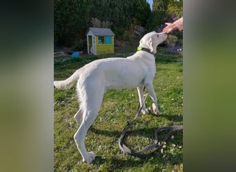 Irianna (Molly) wartet in 66482 Zweibrücken