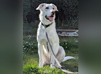 Irianna (Molly) wartet in 66482 Zweibrücken