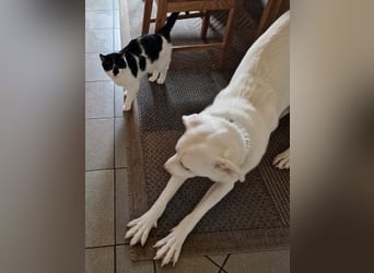 Irianna (Molly) wartet in 66482 Zweibrücken