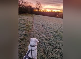 Irianna (Molly) wartet in 66482 Zweibrücken