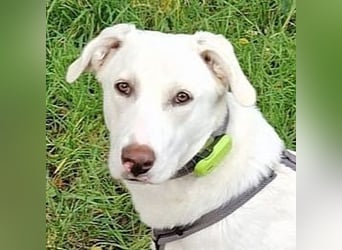 Irianna (Molly) wartet in 66482 Zweibrücken