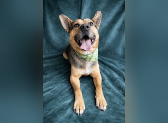 Mancs- Aktiver, sozialverträglicher, kinderlieber Traumrüde