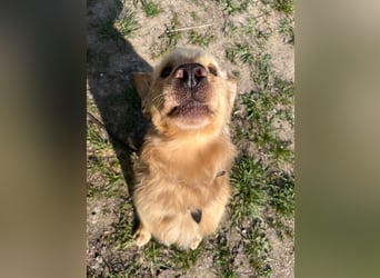 Chopper - menschenbezogener Goldie-Mix sucht seine Familie *in 86685 Huisheim*