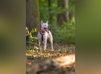 Angel - sportliche menschenbezogene Hündin
