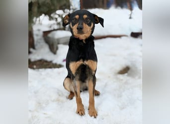 Kilan -Treuer Entdecker mit großem Herz