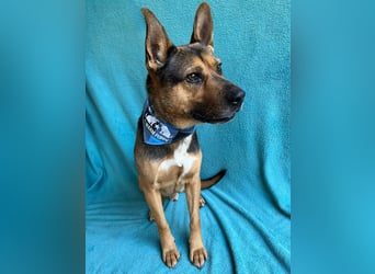 Mancs- Aktiver, sozialverträglicher, kinderlieber Traumrüde