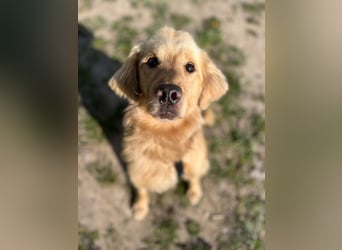 Chopper - menschenbezogener Goldie-Mix sucht seine Familie *in 86685 Huisheim*