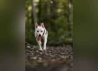 Angel - sportliche menschenbezogene Hündin