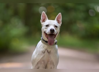 Angel - sportliche menschenbezogene Hündin