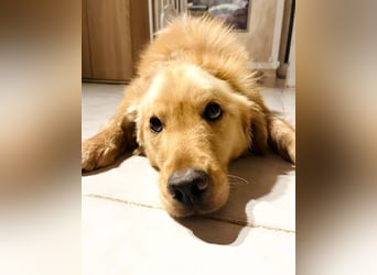 Chopper - menschenbezogener Goldie-Mix sucht seine Familie *in 86685 Huisheim*