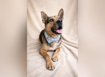 Mancs- Aktiver, sozialverträglicher, kinderlieber Traumrüde