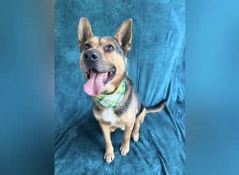 Mancs- Aktiver, sozialverträglicher, kinderlieber Traumrüde