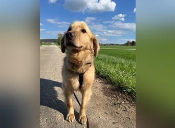 Chopper - menschenbezogener Goldie-Mix sucht seine Familie *in 86685 Huisheim*