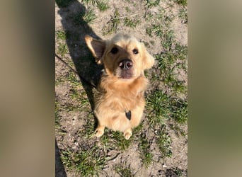 Chopper - menschenbezogener Goldie-Mix sucht seine Familie *in 86685 Huisheim*