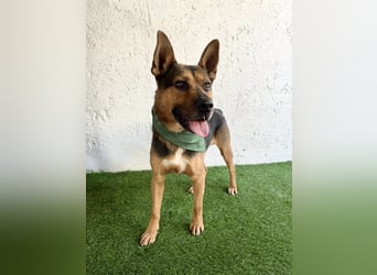 Mancs- Aktiver, sozialverträglicher, kinderlieber Traumrüde