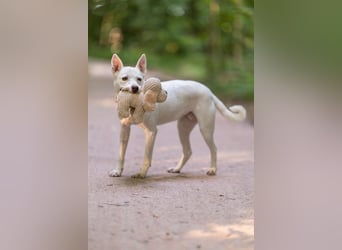 Angel - sportliche menschenbezogene Hündin