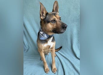 Mancs- Aktiver, sozialverträglicher, kinderlieber Traumrüde