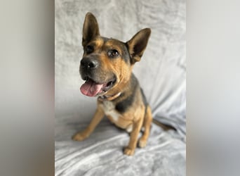 Mancs- Aktiver, sozialverträglicher, kinderlieber Traumrüde