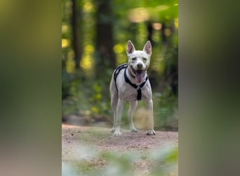 Angel - sportliche menschenbezogene Hündin