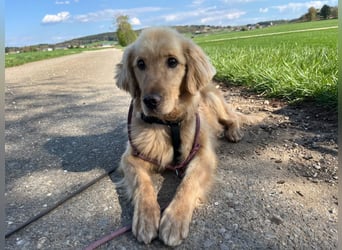 Chopper - menschenbezogener Goldie-Mix sucht seine Familie *in 86685 Huisheim*