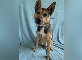 Mancs- Aktiver, sozialverträglicher, kinderlieber Traumrüde