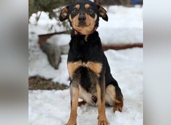 Kilan -Treuer Entdecker mit großem Herz