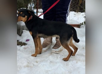 Kilan -Treuer Entdecker mit großem Herz