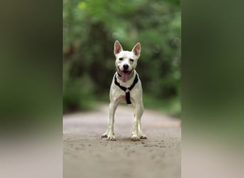 Angel - sportliche menschenbezogene Hündin