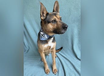 Mancs- Aktiver, sozialverträglicher, kinderlieber Traumrüde