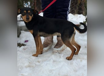 Kilan -Treuer Entdecker mit großem Herz