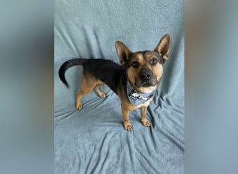 Mancs- Aktiver, sozialverträglicher, kinderlieber Traumrüde