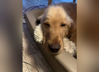 Chopper - menschenbezogener Goldie-Mix sucht seine Familie *in 86685 Huisheim*