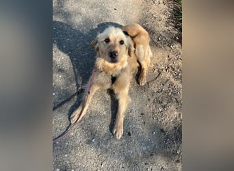 Chopper - menschenbezogener Goldie-Mix sucht seine Familie *in 86685 Huisheim*